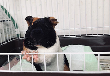小動物の基本プランのエリアでペットシッターをご依頼いただいたお客様の口コミ