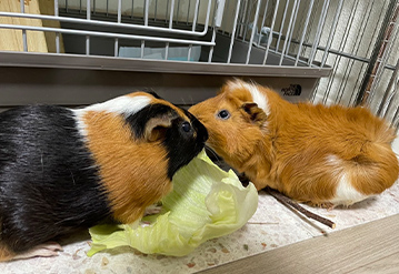小動物の基本プランのエリアでペットシッターをご依頼いただいたお客様の口コミ