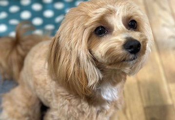 犬のお世話＆お散歩代行プランのエリアでペットシッターをご依頼いただいたお客様の口コミ