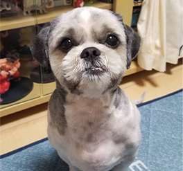 犬のお散歩代行プランのエリアでペットシッターをご依頼いただいたお客様の口コミ