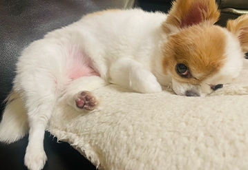 犬のお世話＆お散歩代行プランのエリアでドッグシッターをご依頼いただいたお客様の口コミ