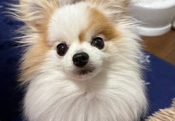 犬のお世話だけプランのエリアでドッグシッターをご依頼いただいたお客様の口コミ