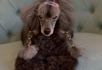 犬のお世話だけプランのエリアでドッグシッターをご依頼いただいたお客様の口コミ