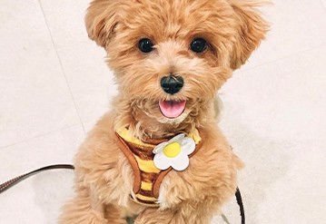 犬のお世話＆お散歩代行プランのエリアでドッグシッターをご依頼いただいたお客様の口コミ